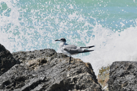 fort zachary taylor tate park